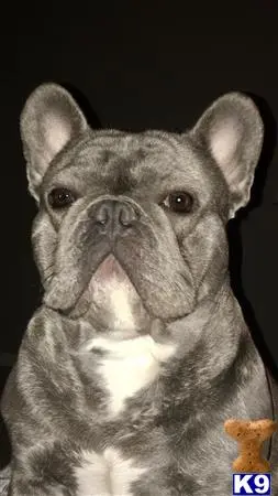 French Bulldog stud dog